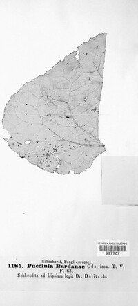 Puccinia bardanae image